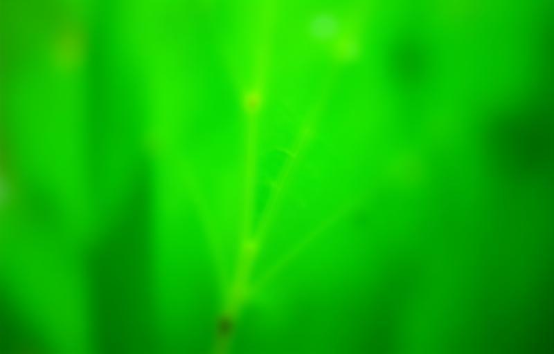 Close up of vibrant green leaves representing natural and organic origins